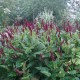 Persicaria amplexicaulis 'Blackfield'