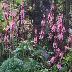 Persicaria amplexicaulis 'Fascination'