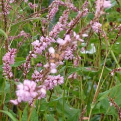 Persicaria amplexicaulis 'Pink Elephant'