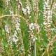 Persicaria amplexicaulis 'White Eastfield'