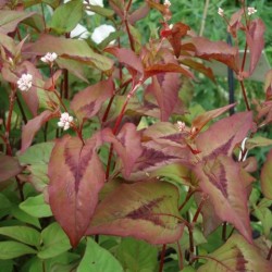 Persicaria elata