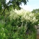 Persicaria polymorpha