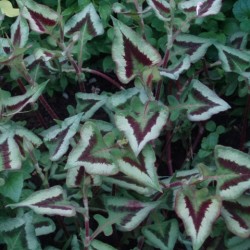 Persicaria runcinata 'Purple fantasy'