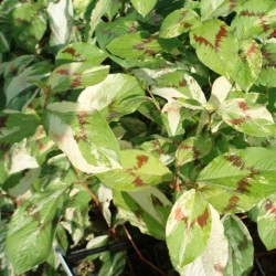 Persicaria virginiana 'Painter's Palette'