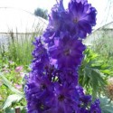 Delphinium elatum 'Pagan purple'