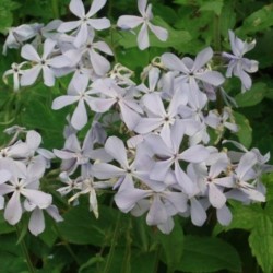 Phlox divaricata 'Clouds Of Perfume'