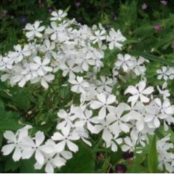 Phlox divaricata 'May Breeze'