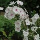 Phlox maculata 'Reine De Jour'