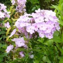 Phlox paniculata 'All in one'