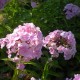 Phlox paniculata 'All in one'