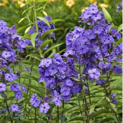 Phlox paniculata 'Blue Paradise'