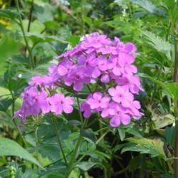 Phlox paniculata 'Hesperis'