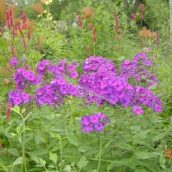 Phlox paniculata 'Iris'