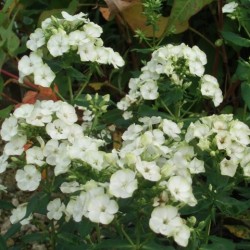 Phlox paniculata 'Jade'