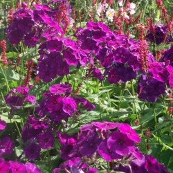 Phlox paniculata 'Le Mahdi'