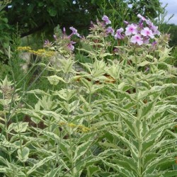 Phlox paniculata 'Norah Leigh'