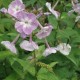 Phlox paniculata 'Prospero'