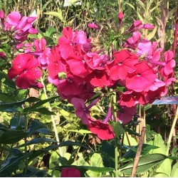 Phlox paniculata 'Red riding hood'