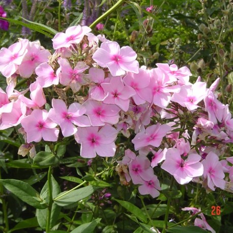 Phlox paniculata 'Rosa Pastel'