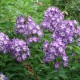 Phlox paniculata 'Uspech'