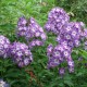 Phlox paniculata 'Uspech'