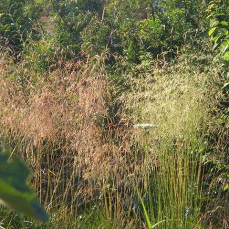 Deschampsia cespitosa 'Pixie fountain'