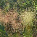 Deschampsia cespitosa 'Pixie fountain'