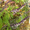 Salvia 'Phyllis Fancy'