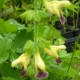 Salvia flava var megalantha
