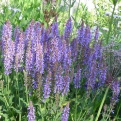 Salvia nemorosa 'Blauhugel'