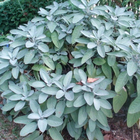 Sauge officinale (Salvia officinalis) : plantation, culture, entretien