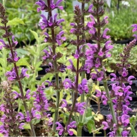 Salvia pratensis 'Sérénade''