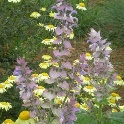 Salvia sclarea var. turkestanica