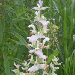 Salvia sclarea 'Vatican White'