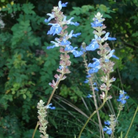 Salvia uliginosa