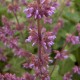 Salvia verticillata 'Purple Rain'