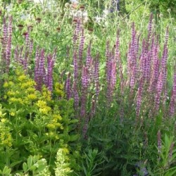 Salvia x sylvestris 'Amethyst'