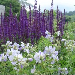 Salvia x sylvestris 'Caradonna'