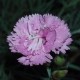 Dianthus 'Fleur d'Été'