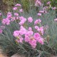 Dianthus 'Fleur d'Été'