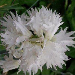 Dianthus 'Her Majesty'