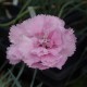 Dianthus 'Rose De Mai'