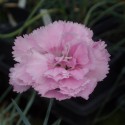 Dianthus 'Rose De Mai'