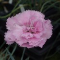 Dianthus 'Rose De Mai'