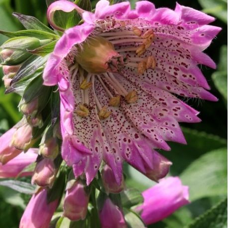 Digitalis purpurea 'Monstrosa purple'