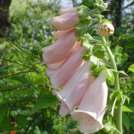 Digitalis purpurea 'Apricot'