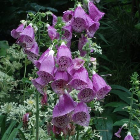 Digitalis purpurea