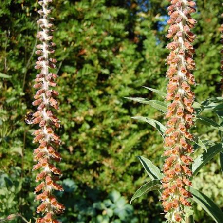 Digitalis parviflora