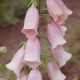 Digitalis purpurea 'Apricot'