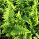 Dryopteris affinis 'Cristata'